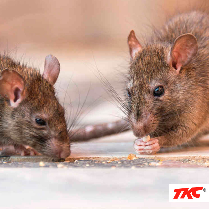 fumigacion eliminacion de ratas y roedores
